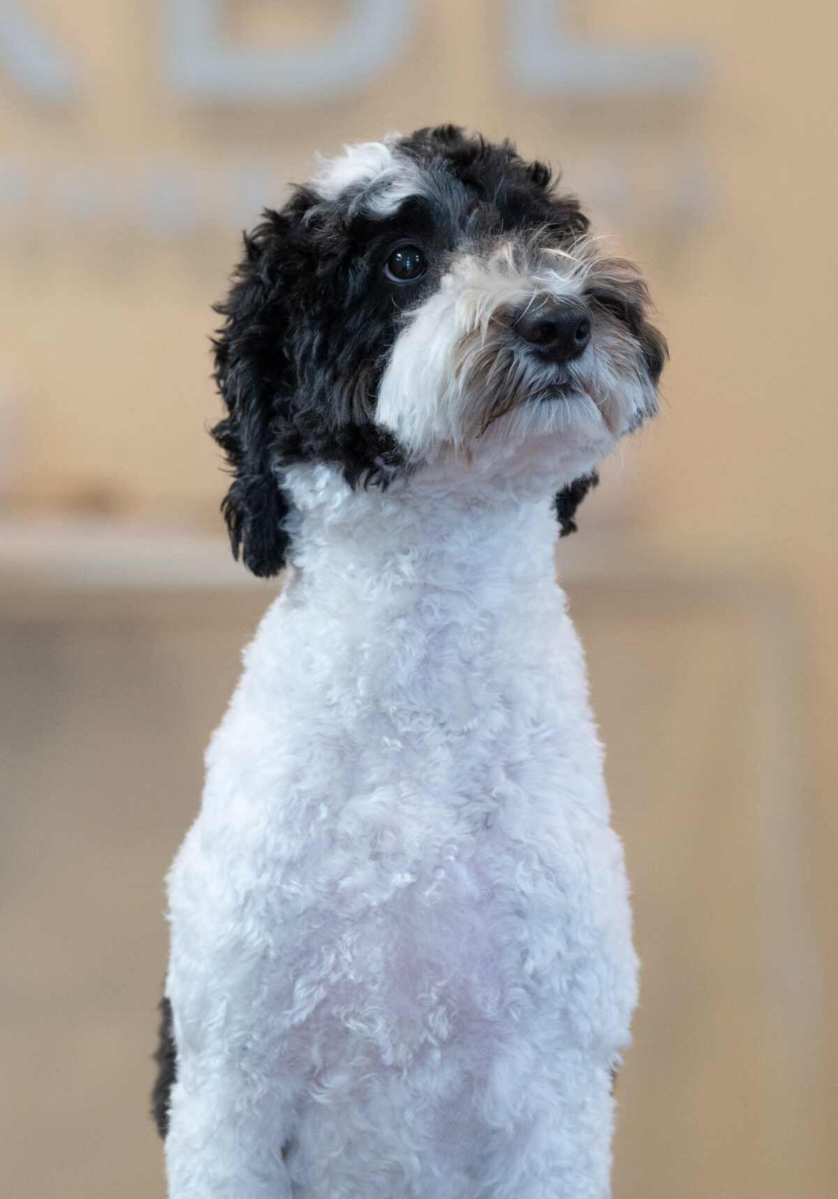 KBL Orthodontics team - Ziggy